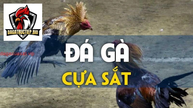 da-ga-cua-sat
