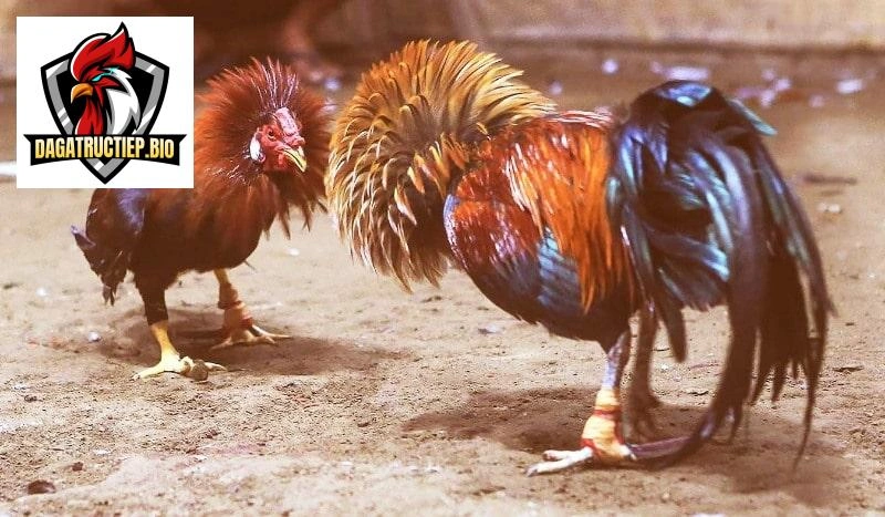 gioi-thieu-dagatructiep-bio