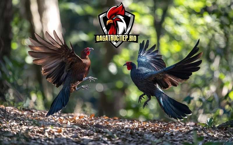 giong-ga-pho-bien-trong-da-ga-khmer